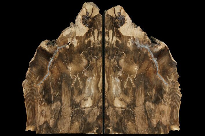 Petrified Wood Bookends - Oregon #99315